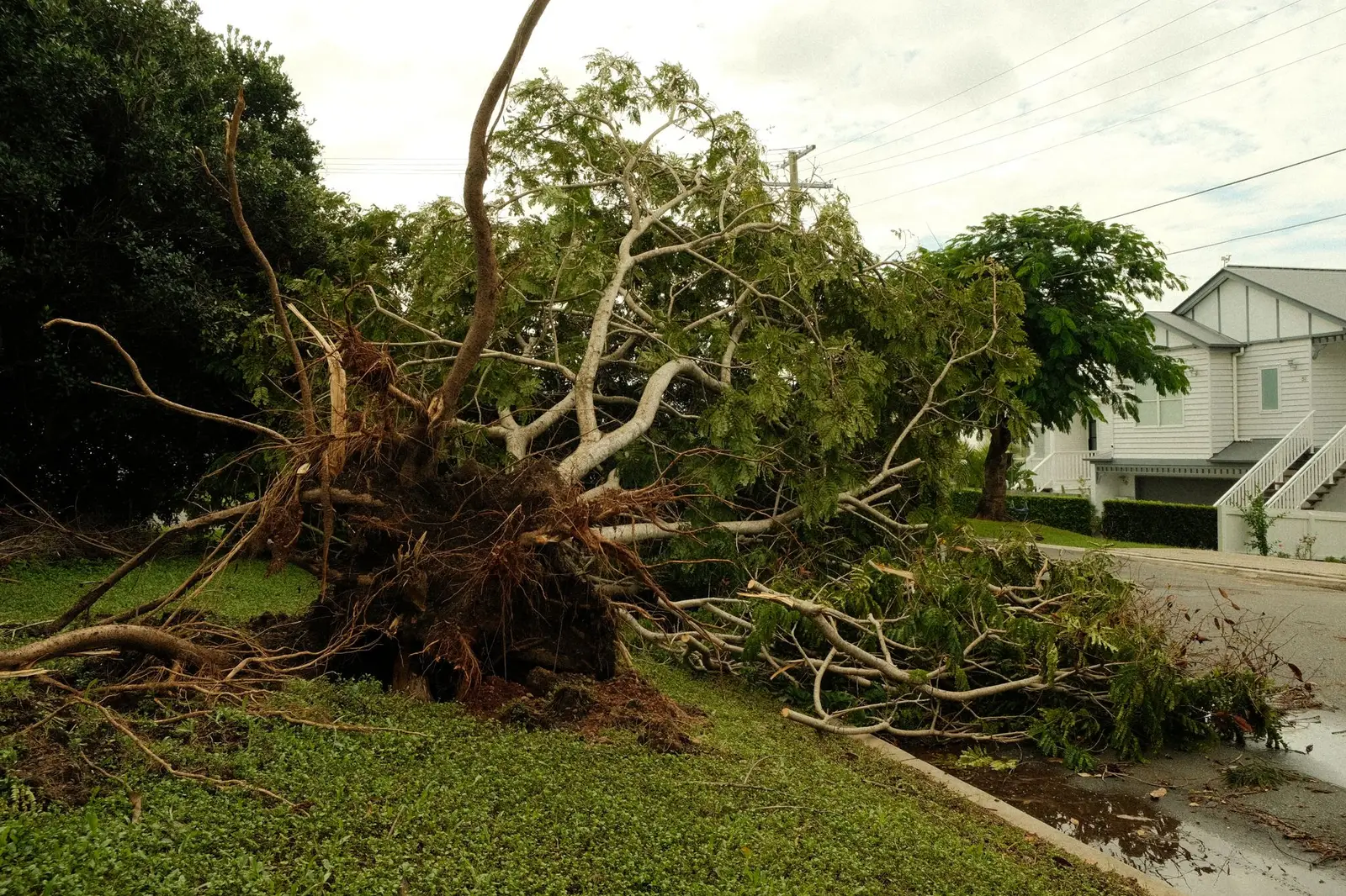 An uprooted tree lying across a front lawn and the edge of a wet residential street after a storm